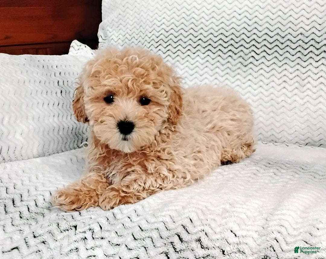 Maltipoo dogs for sale: Anson - Ad 1