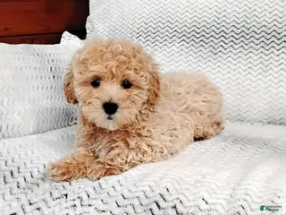 Maltipoo dogs Anson - Ad 20