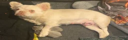 French Bulldog dogs for sale: Dolce  - Ad 13