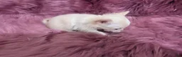 Chihuahua dogs for sale: Lisa Marie LC Apple Head  Videos  - Ad 5