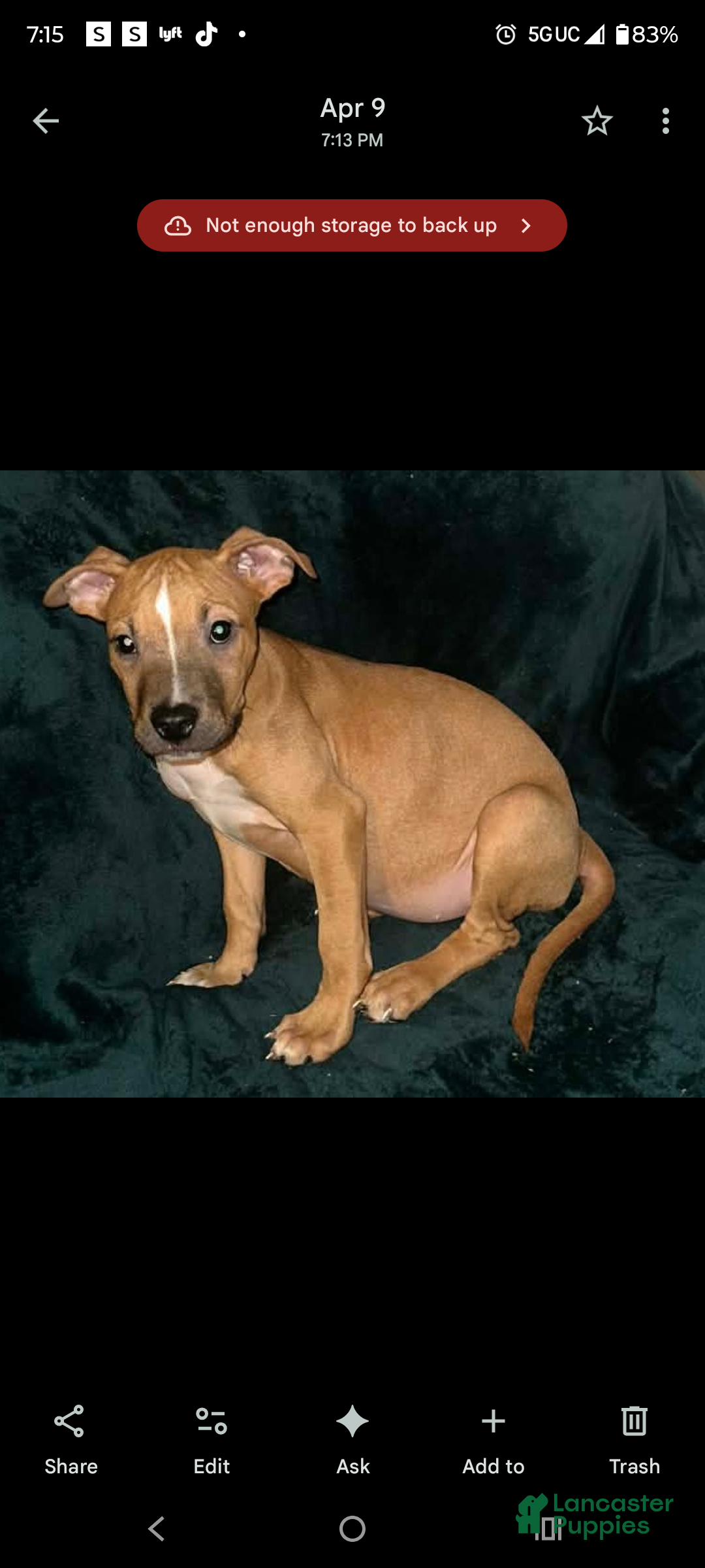 American Staffordshire Terrier dogs American Staffordshire Terrier 3 - Ad 20