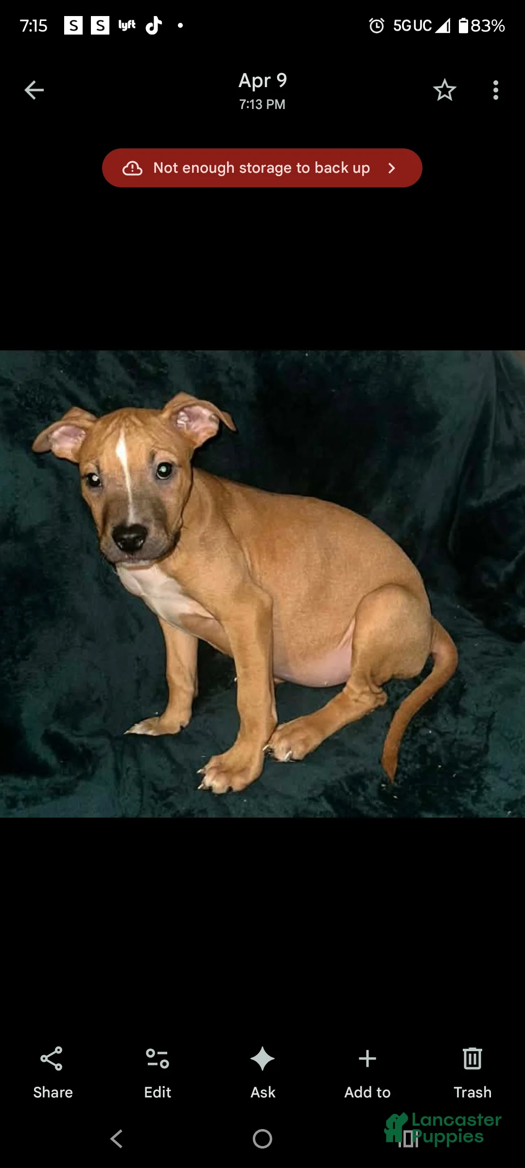 American Staffordshire Terrier dogs for sale: American Staffordshire Terrier 3 - Ad 1