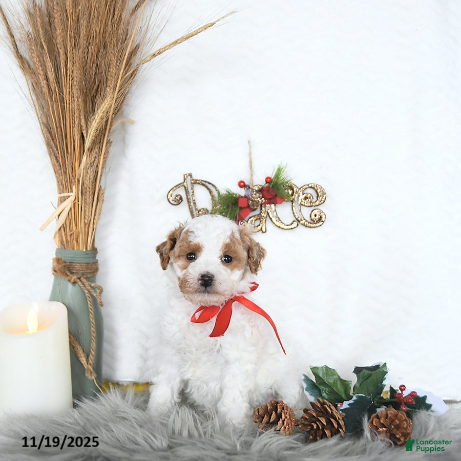 Cavapoo dogs Savanna HOUSE RAISED - Ad 38