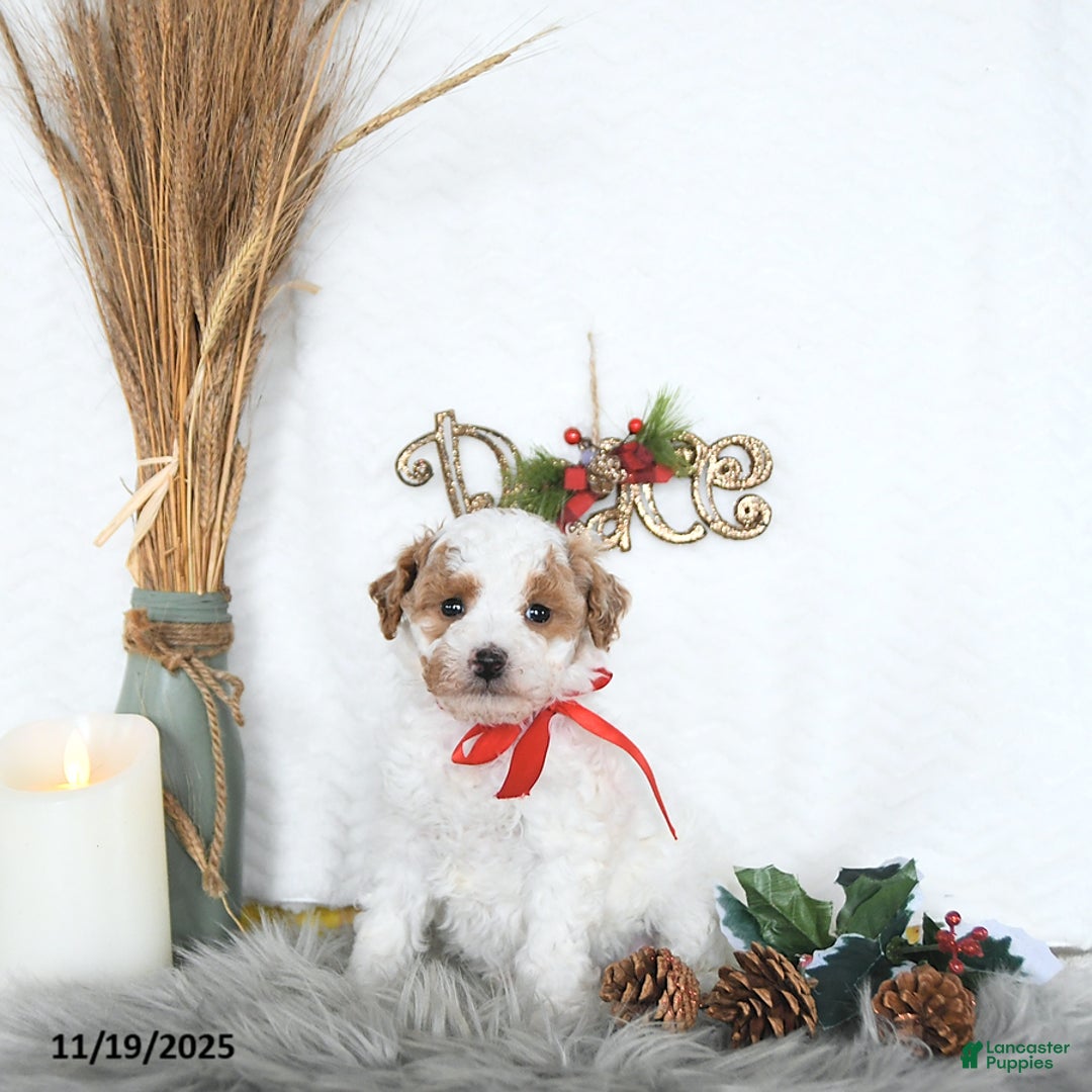 Cavapoo dogs for sale: Savanna HOUSE RAISED - Ad 1