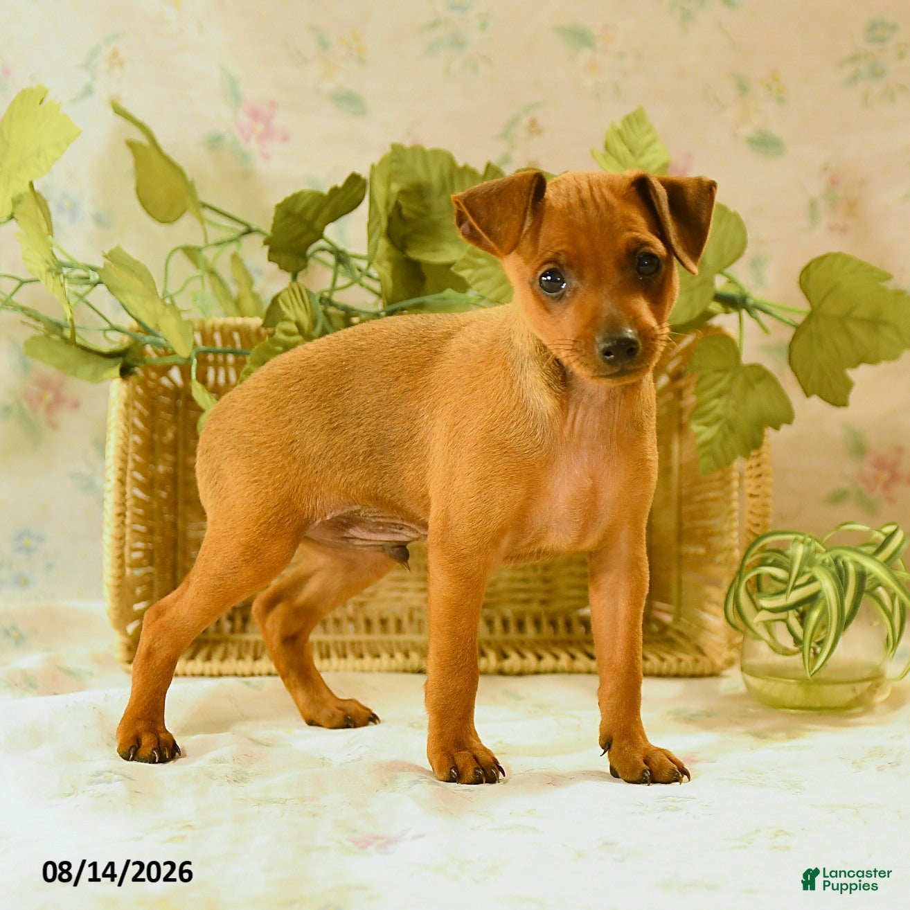 Miniature Pinscher dogs Ruger - Ad 1