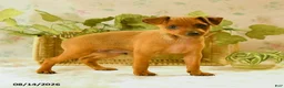 Miniature Pinscher dogs for sale: Ruger - Ad 1