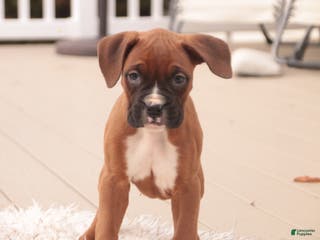 Boxer dogs Avery - Ad 23