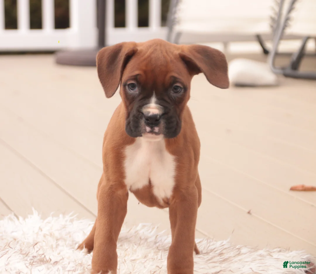 Boxer dogs for sale: Avery - Ad 1