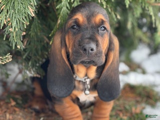 Basset Hound dogs Buddy - Ad 17