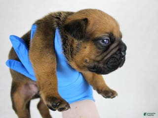 American Bully dogs Black Fawn Male - Ad 33