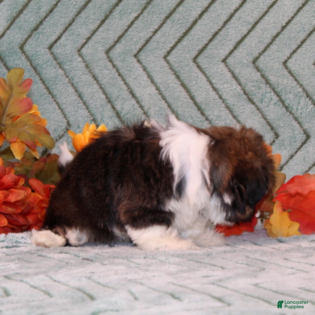 Shih Tzu dogs for sale: Tinsel - Ad 4