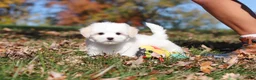 Maltese dogs for sale: Colby - Ad 7