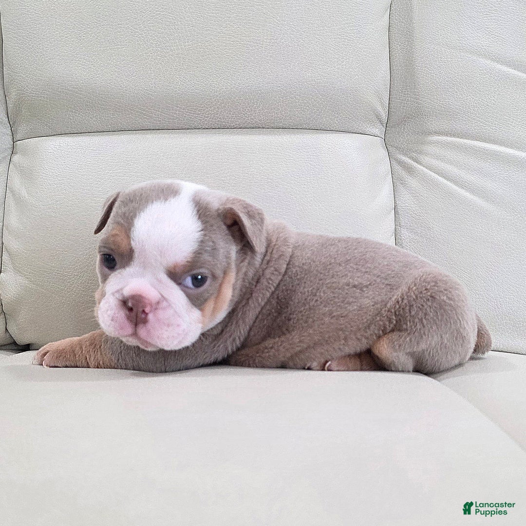 English Bulldog dogs for sale: Anna - Ad 2