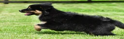 Australian Shepherd dogs for sale: Carson - Ad 10