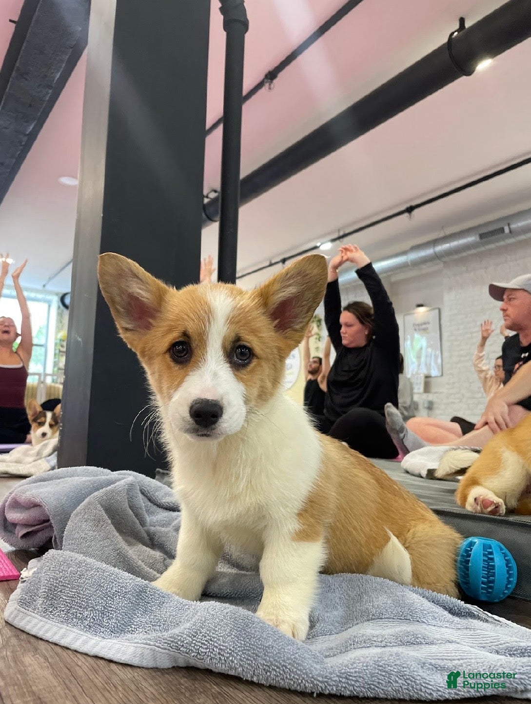 Welsh Corgi Pembroke dogs 🐾❤️Clarissa Corgi - Ad 1