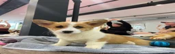 Welsh Corgi Pembroke dogs for sale: 🐾❤️Clarissa Corgi - Ad 1
