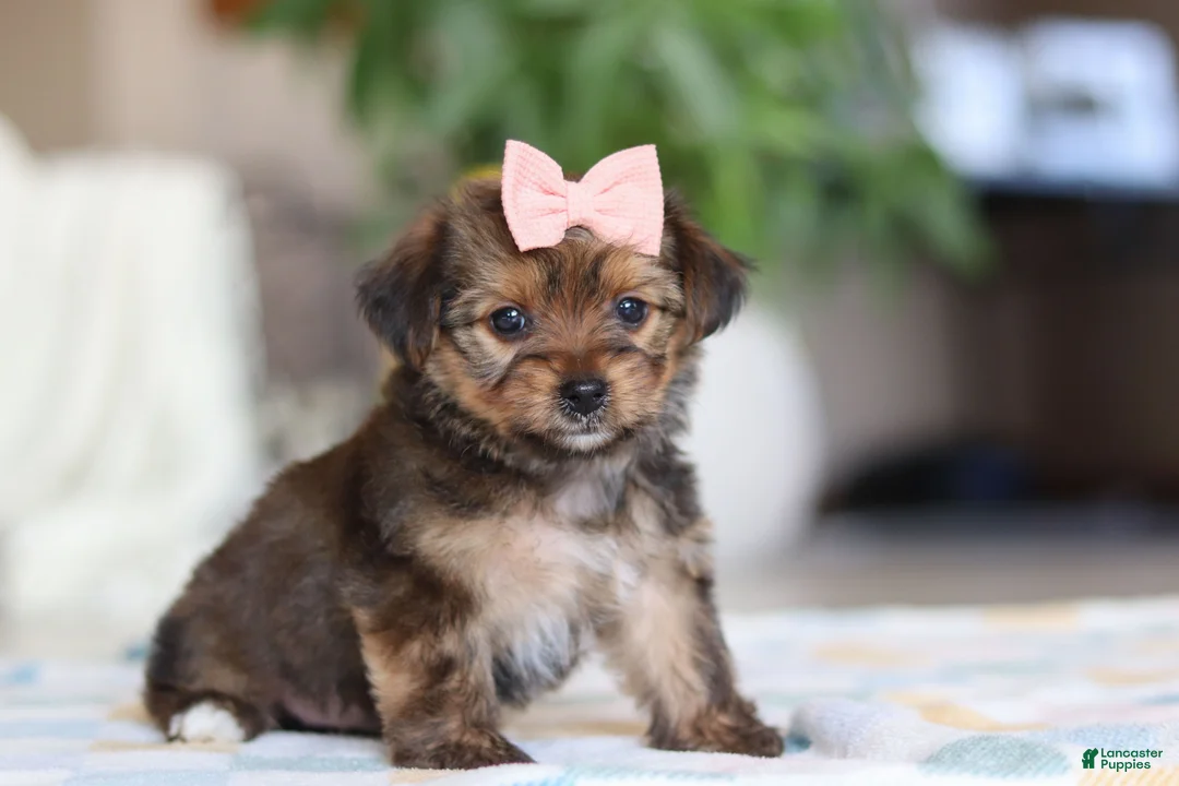 Morkie dogs for sale: Janie - Ad 3
