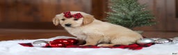 Golden Retriever dogs for sale: Sadie - Ad 6