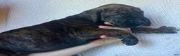 Great Dane dogs for sale: Wanda - Ad 2