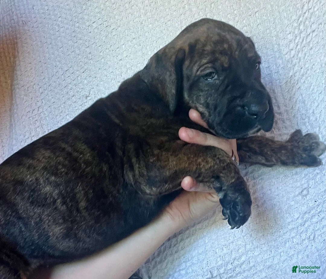 Great Dane dogs for sale: Wanda - Ad 2