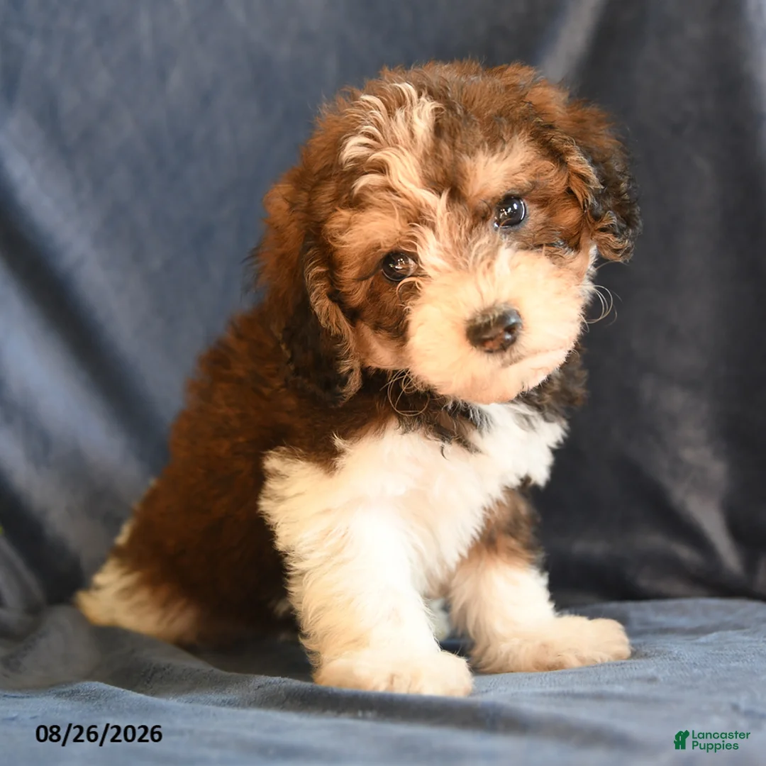 Bichpoo dogs for sale: Skyler - Ad 1