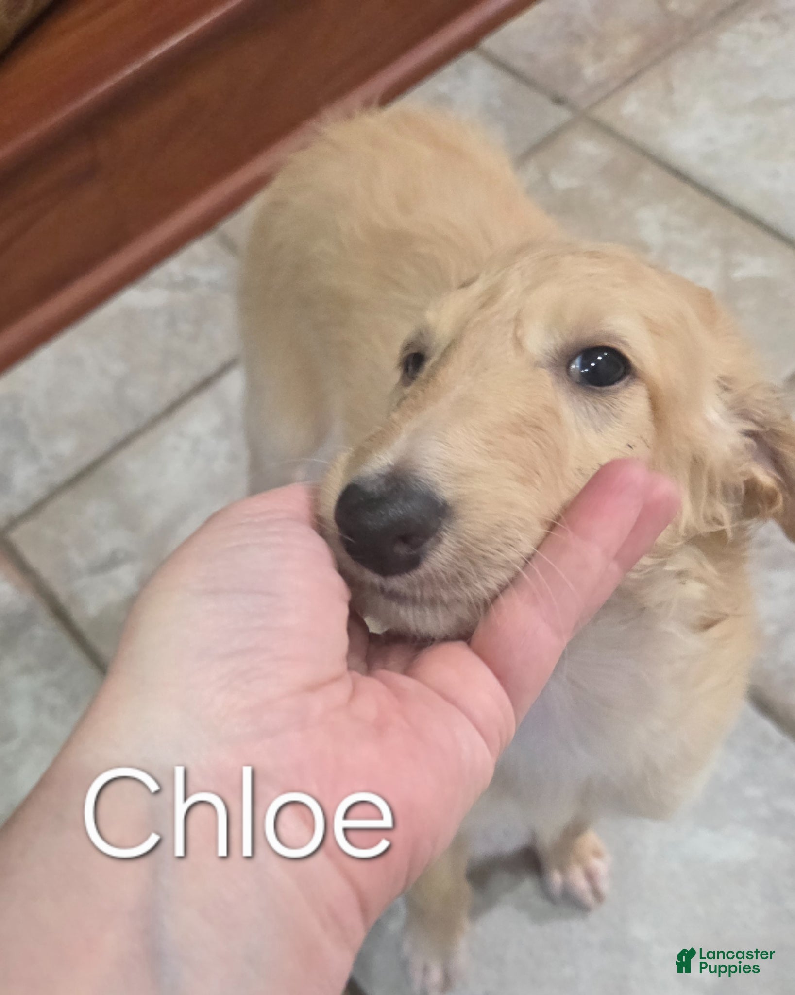 Borzoi dogs for sale: Chloe - Ad 2