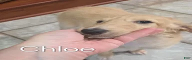 Chloe