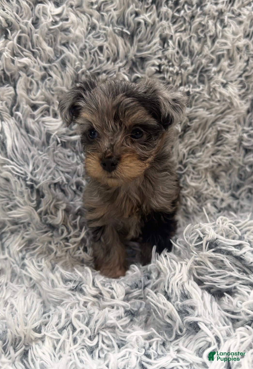 Yorkshire Terrier dogs Tank  - Ad 2