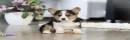 Welsh Corgi Pembroke dogs for sale: Princess - Ad 6