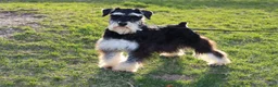 Miniature Schnauzer dogs for sale: Nellie Belle - Ad 11