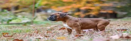 Boxer dogs for sale: Hudson - Ad 2