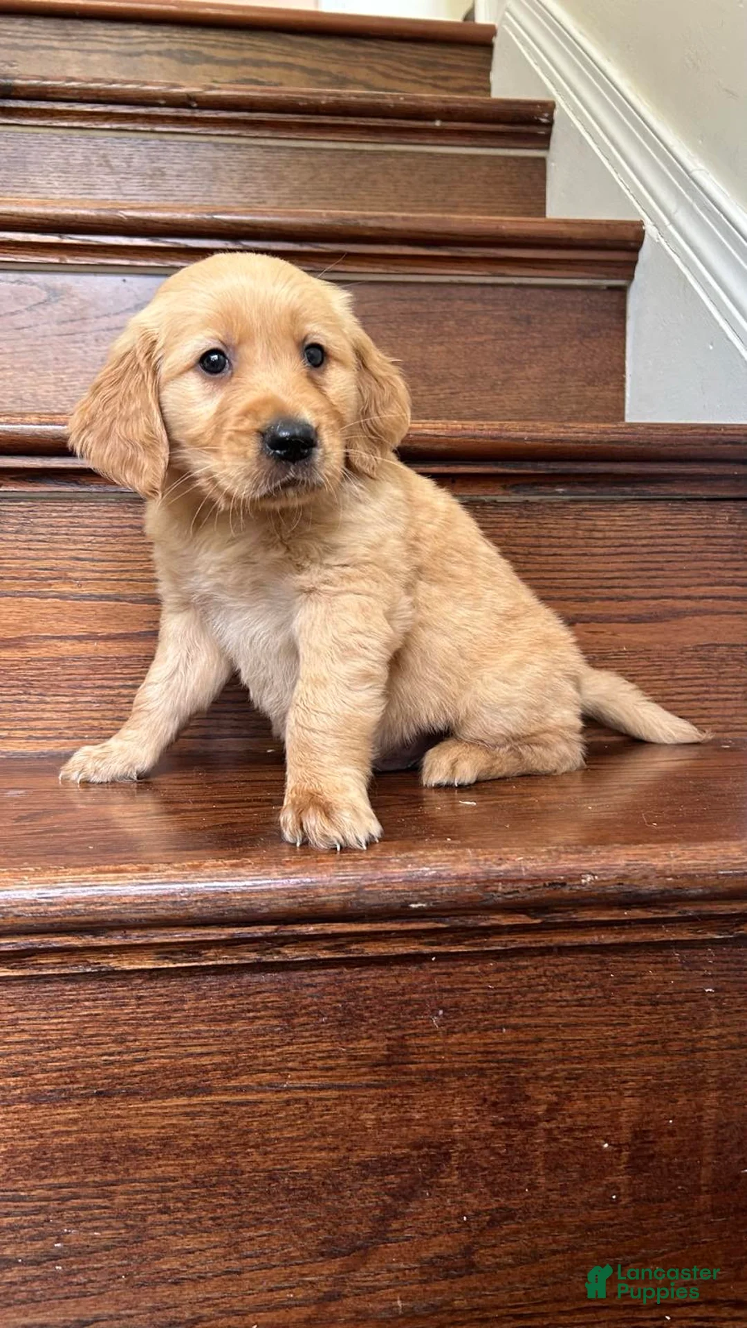 Golden Retriever dogs for sale: Charlie - Ad 1