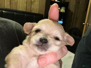 Chihuahua dogs - Ad 41