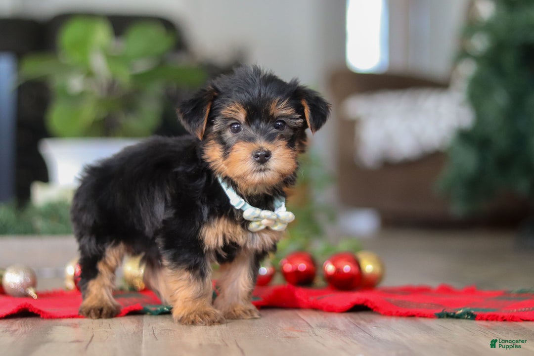 Morkie dogs for sale: Bailey - Ad 8