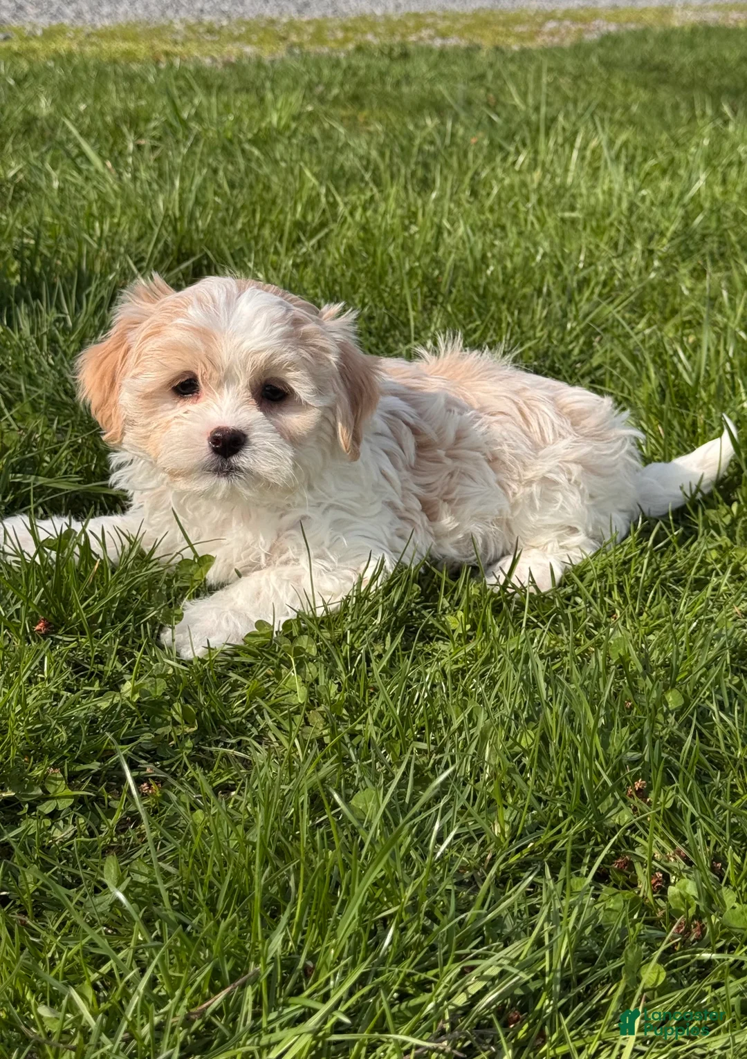Havanese dogs for sale: Helena - Ad 2