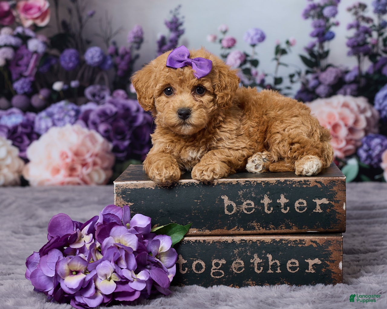 Bichpoo dogs Debbie - Ad 1