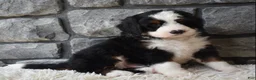 Mini Bernedoodle dogs for sale: Chief  - Ad 4
