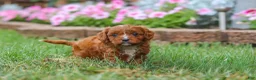 Cavapoo dogs for sale: Bodie - Ad 7