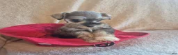 Miniature Schnauzer dogs for sale: Molly - Ad 9