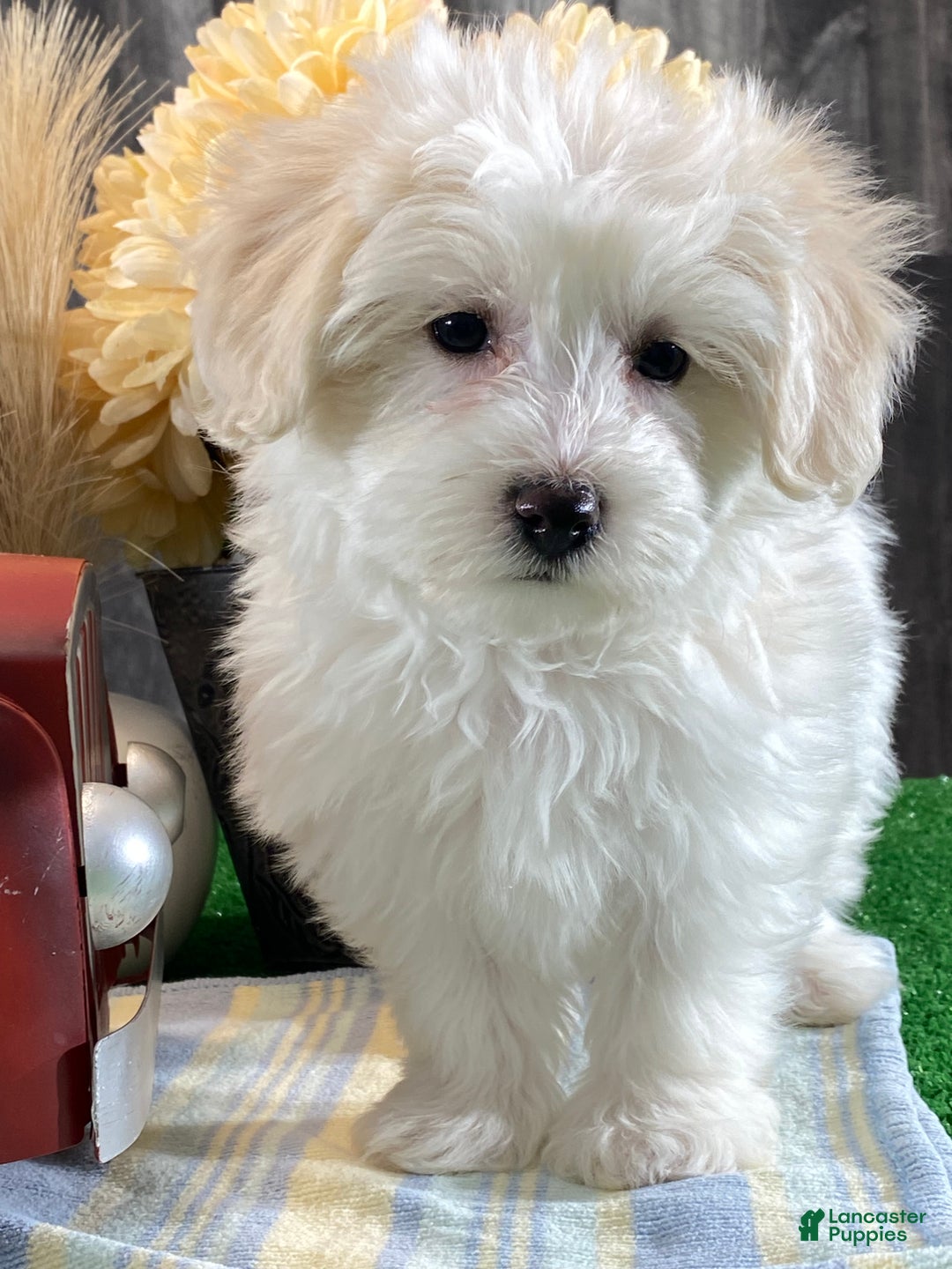 Mixed Breed dogs for sale: Ava - Ad 5