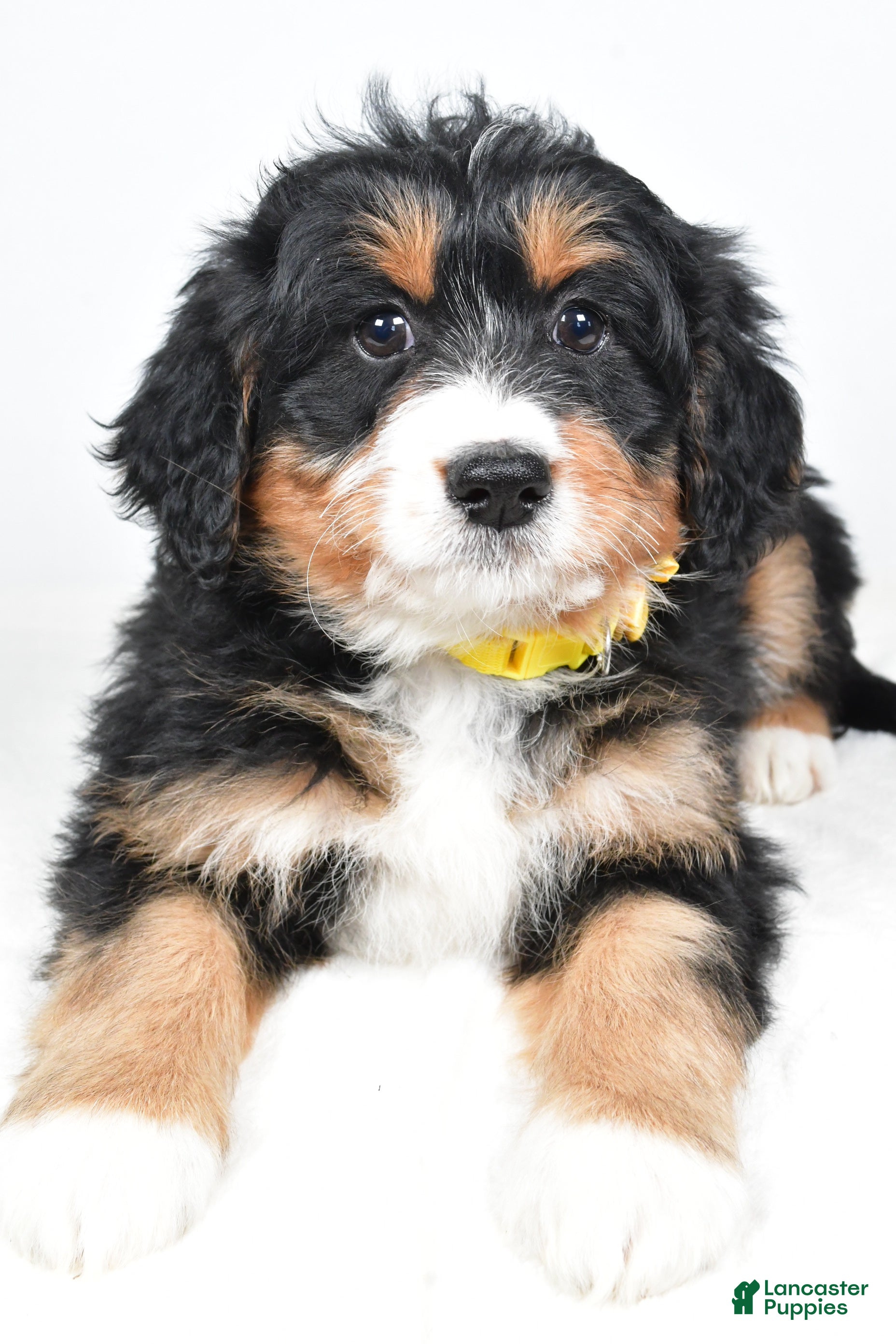 Mini Bernedoodle dogs Alice - Ad 29