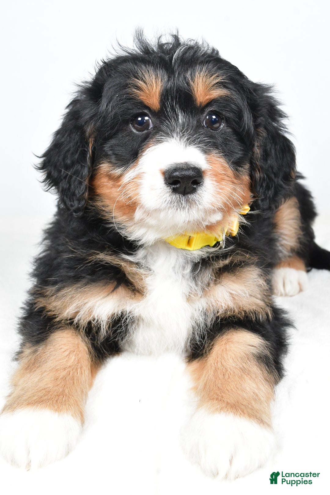 Mini Bernedoodle dogs for sale: Alice - Ad 1