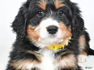 Mini Bernedoodle dogs Alice - Ad 40
