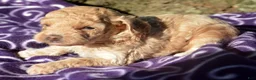 Cavapoo dogs for sale: Courtney Cavapoo 5 - Ad 2
