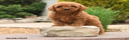 Miniature Poodle dogs for sale: Everest - Ad 3