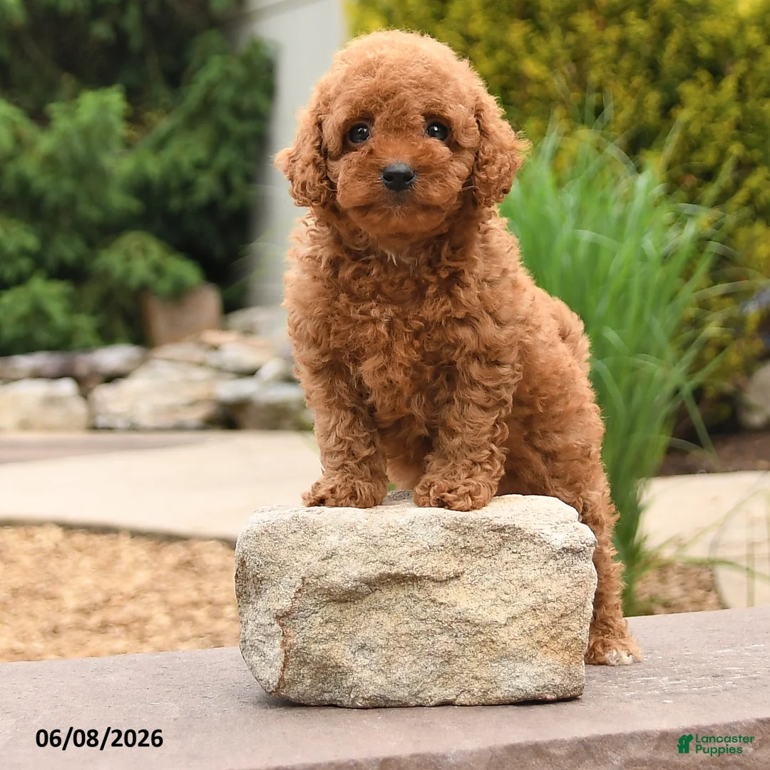 Miniature Poodle dogs for sale: Everest - Ad 1