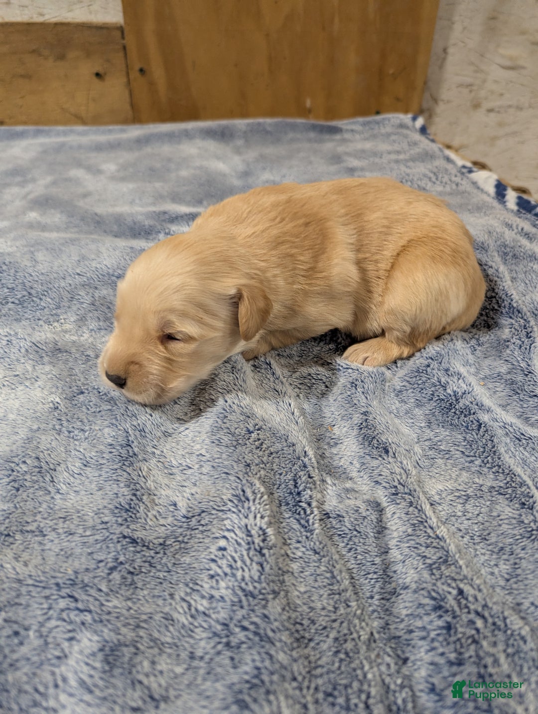 Golden Retriever dogs for sale: Cooper  - Ad 2
