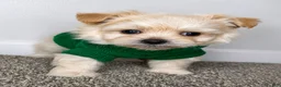Maltipoo dogs for sale: Theo  - Ad 2