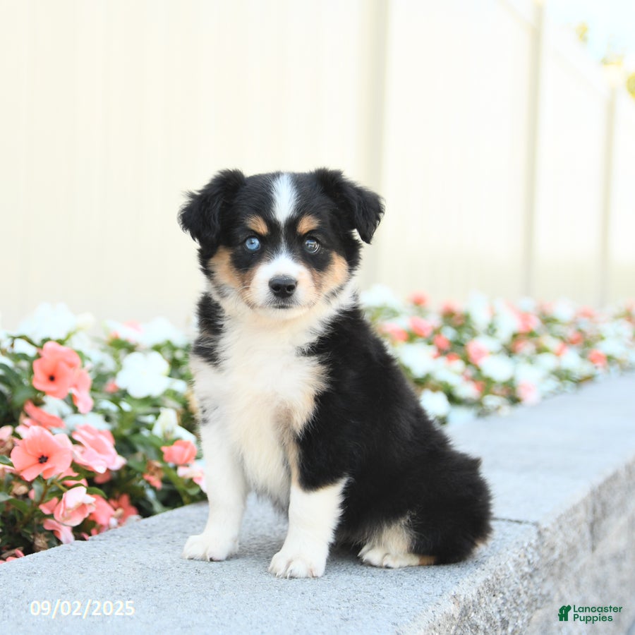 Miniature Australian Shepherd Puppies for sale in Pennsylvania
