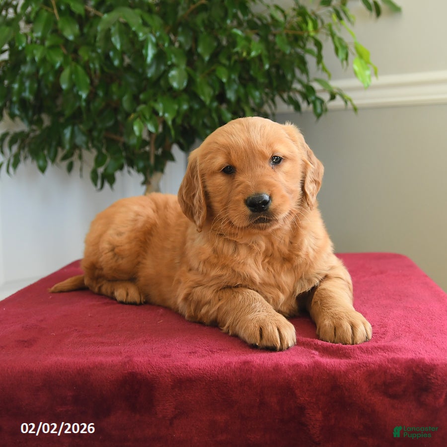 Golden Retriever dogs Reese - Ad 2